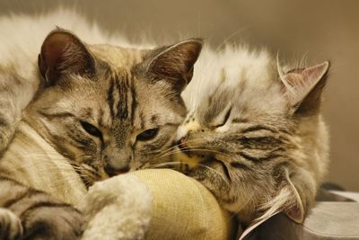 Close-up of cats resting