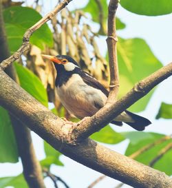 Low angle view of bird perching on tree