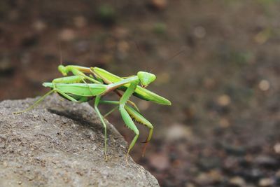 Close-up of insect on rock
