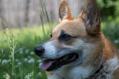 Close-up of elderly corgi looking away