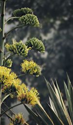 Close-up of agave in bloom