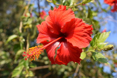 Close-up of red hibiscus flower