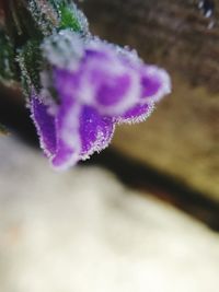 Close-up of purple flower