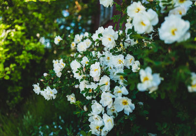 Close-up of white flowering plant