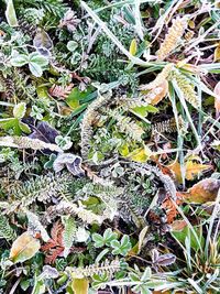 Full frame shot of plants