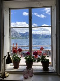 Potted plants on glass window