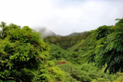 Scenic view of green landscape