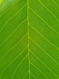 Full frame shot of green leaf