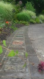 Plants growing on footpath