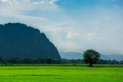 Scenic view of field against sky