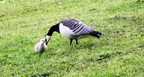 View of birds on grass