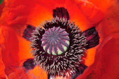 Close-up of orange flower blooming outdoors