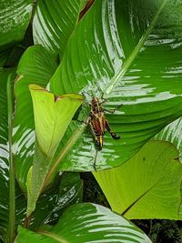 Close-up of insect on leaves