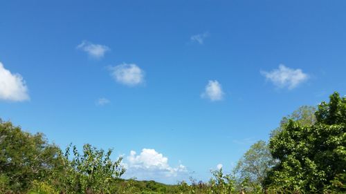 Low angle view of trees against blue sky