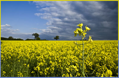 Scenic view of field against cloudy sky