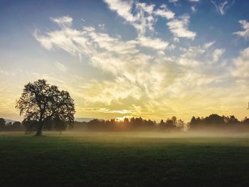 Trees on field against sky during sunset