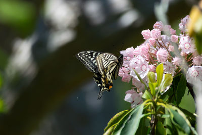 Close-up of butterfly pollinating on pink flower