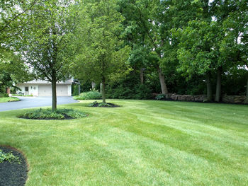 Trees in park