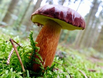 Close-up of mushroom growing outdoors