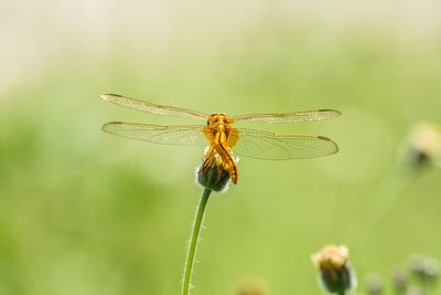 Close-up of insect on plant