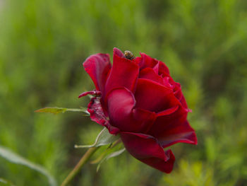 Close-up of red rose blooming outdoors