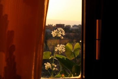 Close-up of flowering plant against window
