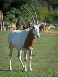 Deer standing on field