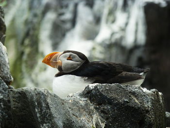 Close-up of bird perching on rock