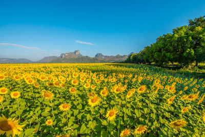 Scenic view of yellow flowering plants on field against sky