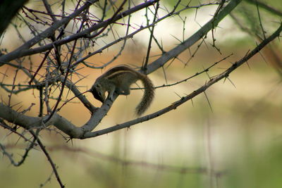 Bird perching on bare tree