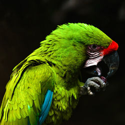 Close-up of parrot perching on leaf