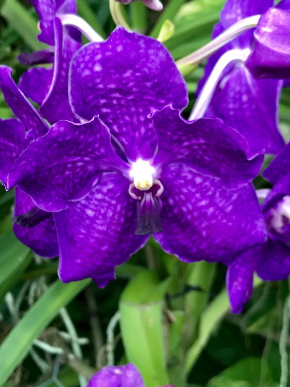 CLOSE-UP OF PURPLE IRIS FLOWERS