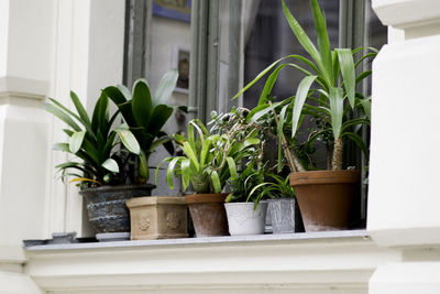 Potted plants in building