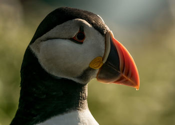 Close-up of a puffin