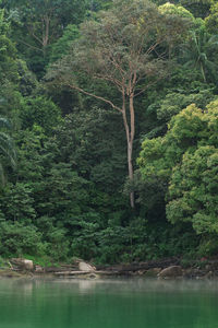 Tree by river in forest