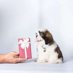 Midsection of person holding dog against white wall