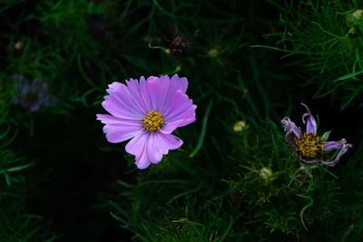 Close-up of pink flower on field