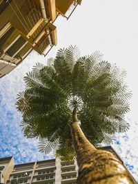 Low angle view of palm tree against building