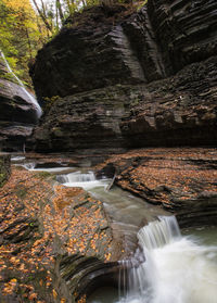 Stream at forest