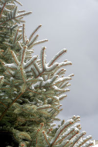 Close-up of frozen plant