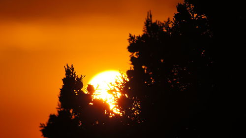 Low angle view of silhouette trees against orange sky