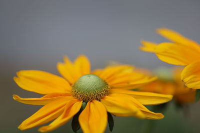 Close-up of yellow flower