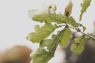 Close-up of leaves