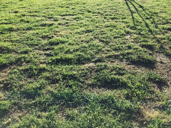 Full frame shot of grassy field