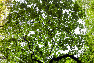 Low angle view of trees against sky