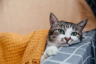 Cute gray cat lies on a armchair in an orange blanket.