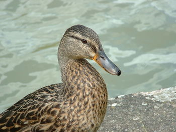 Close-up of duck swimming on lake