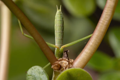 Close-up of insect on plant