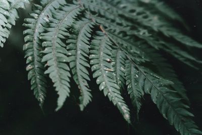 Close-up of fern leaves