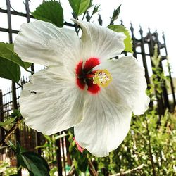 Close-up of white flower